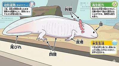 动物照片转图解：儿童涂色学习用