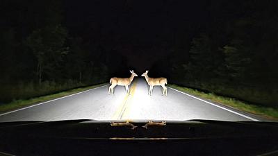 夜路双鹿舞