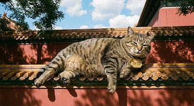 故宫御猫晒太阳