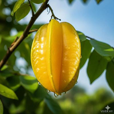 杨桃特写摄影提示词