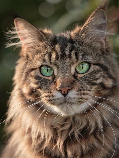 超写实缅因猫特写：绿眸绒毛，自然光，电影级虚化背景