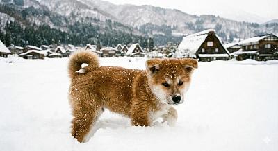雪中柴犬幼崽特写