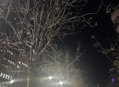 夜树街灯新海诚风