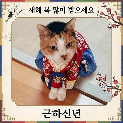 猫咪穿韩服新年贺卡设计
